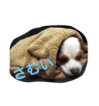 キャバリア ポポとララ ファミリー（個別スタンプ：22）