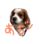キャバリア ポポとララ ファミリー（個別スタンプ：23）