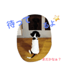 キャバリア ポポとララ ファミリー（個別スタンプ：26）