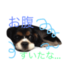 キャバリア ポポとララ ファミリー（個別スタンプ：28）