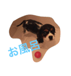 キャバリア ポポとララ ファミリー（個別スタンプ：31）