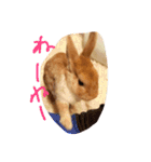テト（個別スタンプ：1）