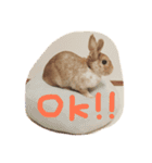 テト（個別スタンプ：2）