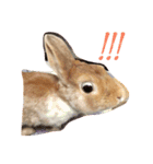 テト（個別スタンプ：4）
