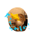 テト（個別スタンプ：13）