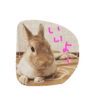 テト（個別スタンプ：15）