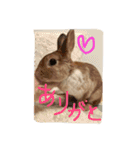 テト（個別スタンプ：22）