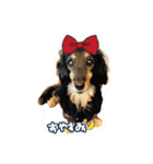 ダックスフントのQOOちゃん（個別スタンプ：1）