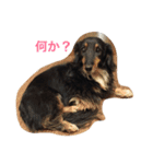 ダックスフントのQOOちゃん（個別スタンプ：9）