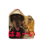 ダックスフントのQOOちゃん（個別スタンプ：23）