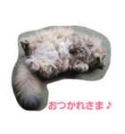 チンチラゴールデンちゃん（個別スタンプ：2）