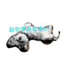 mix犬 CUSHKA2（個別スタンプ：1）