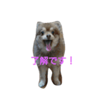 mix犬 CUSHKA2（個別スタンプ：2）