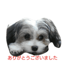mix犬 CUSHKA2（個別スタンプ：5）