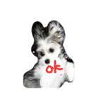mix犬 CUSHKA2（個別スタンプ：10）