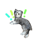 mix犬 CUSHKA2（個別スタンプ：13）