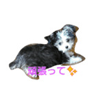 mix犬 CUSHKA2（個別スタンプ：15）