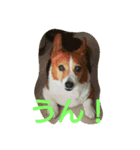 yuru corgi stamp（個別スタンプ：1）