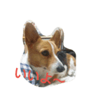 yuru corgi stamp（個別スタンプ：2）