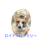 yuru corgi stamp（個別スタンプ：4）