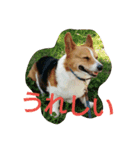 yuru corgi stamp（個別スタンプ：5）