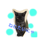 猫ですけど（個別スタンプ：1）