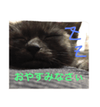 猫ですけど（個別スタンプ：2）