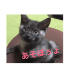 猫ですけど（個別スタンプ：3）