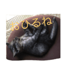 猫ですけど（個別スタンプ：5）
