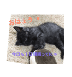 猫ですけど（個別スタンプ：6）