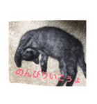 猫ですけど（個別スタンプ：7）