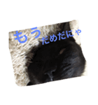 猫ですけど（個別スタンプ：8）