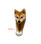 豆柴のマメゾウ（個別スタンプ：5）