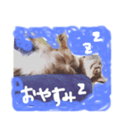 チャチャ＆シュシュ（個別スタンプ：6）