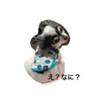 cocoa☆スタンプ（個別スタンプ：2）