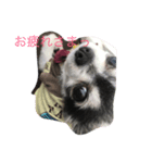 cocoa☆スタンプ（個別スタンプ：7）