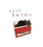 きじとら猫パールくん（個別スタンプ：9）