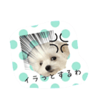 ポメラニアン桃とマルチーズ苺3（個別スタンプ：3）