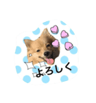 ポメラニアン桃とマルチーズ苺3（個別スタンプ：5）