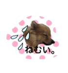 ポメラニアン桃とマルチーズ苺3（個別スタンプ：7）