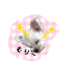 ポメラニアン桃とマルチーズ苺3（個別スタンプ：9）