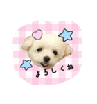 ポメラニアン桃とマルチーズ苺3（個別スタンプ：10）