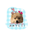 ポメラニアン桃とマルチーズ苺3（個別スタンプ：11）