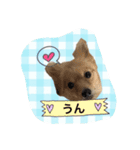 ポメラニアン桃とマルチーズ苺3（個別スタンプ：12）