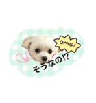 ポメラニアン桃とマルチーズ苺3（個別スタンプ：14）