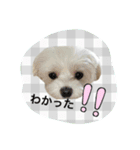 ポメラニアン桃とマルチーズ苺3（個別スタンプ：15）