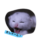 Tweet of the cat（個別スタンプ：2）