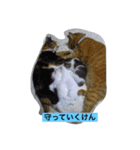 Tweet of the cat（個別スタンプ：4）