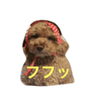 トイプーcookieの日常（個別スタンプ：6）