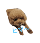 トイプーcookieの日常（個別スタンプ：8）